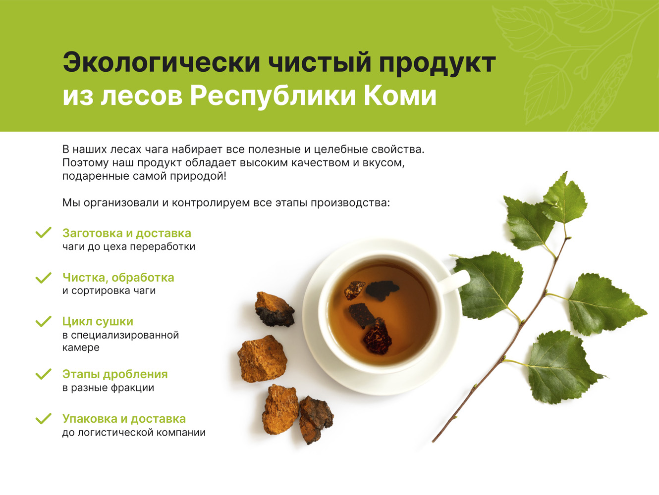 Чага на березе