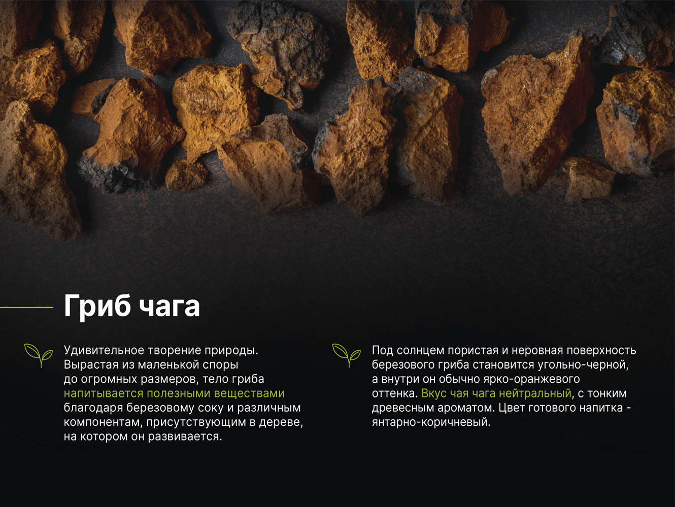 Чага березовая